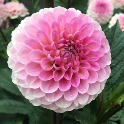 x Stück Wizard of Oz AUSVERKAUFT