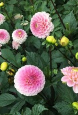 x stuks Wizard of Oz UITVERKOCHT