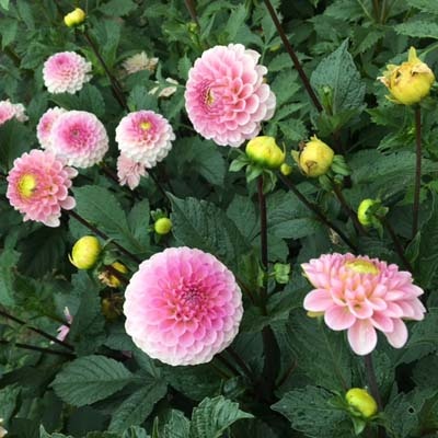 x stuks Wizard of Oz UITVERKOCHT