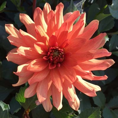 4 stuks Orange Pygmy  LEVERING VANAF DECEMBER