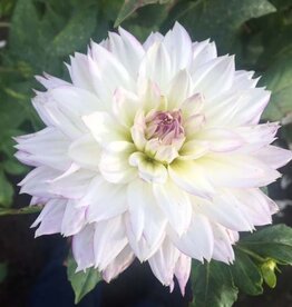 4 stuks Crazy Love Levering vanaf half december