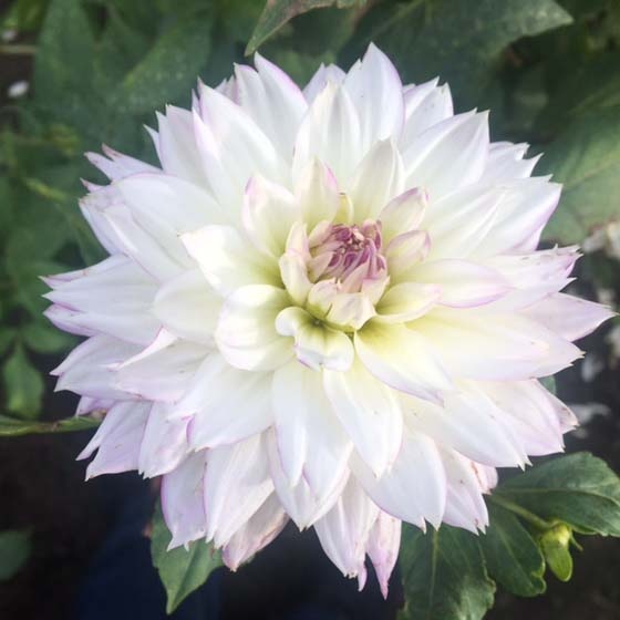 4 stuks Crazy Love UITVERKOCHT