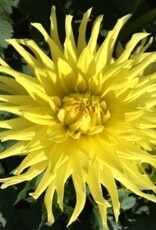 4 stuks Kennemerland