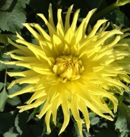 4 stuks Kennemerland