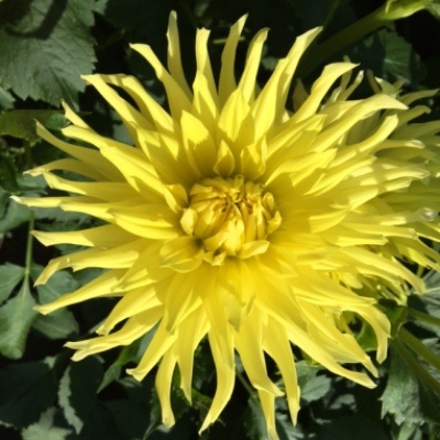 4 stuks Kennemerland