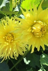 4 stuks Kennemerland