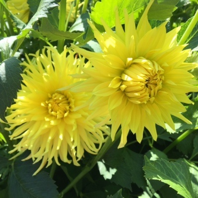 4 stuks Kennemerland