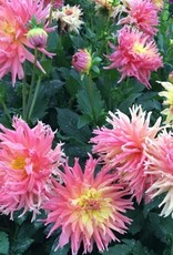 4 stuks Fringed Star