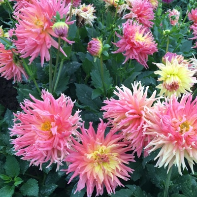 4 stuks Fringed Star