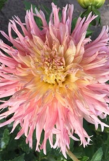 4 stuks Fringed Star