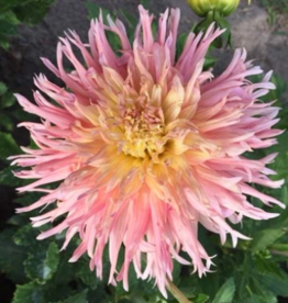 4 stuks Fringed Star