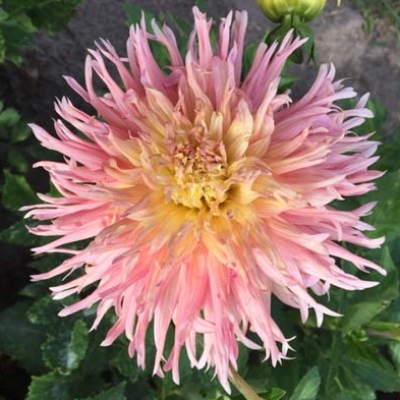 4 stuks Fringed Star