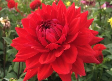 Dahlia assortiment