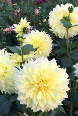 4 Stück Kelvin Floodlight