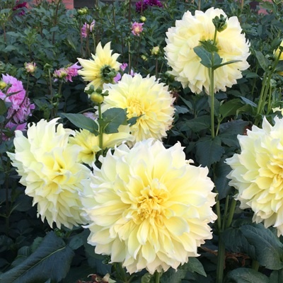 4 stuks Kelvin Floodlight