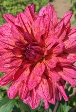 4 Stück Mingus Toni