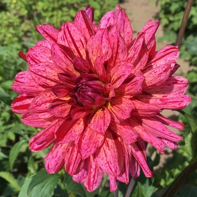 4 Stück Mingus Toni