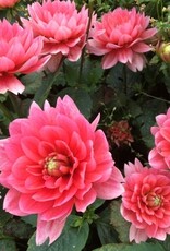 4 stuks Berliner Kleene