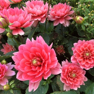 4 stuks Berliner Kleene