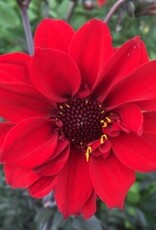 4 Stück Bishop of Llandaff