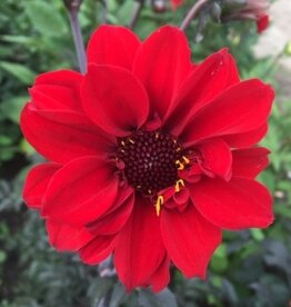 4 stuks Bishop of Llandaff