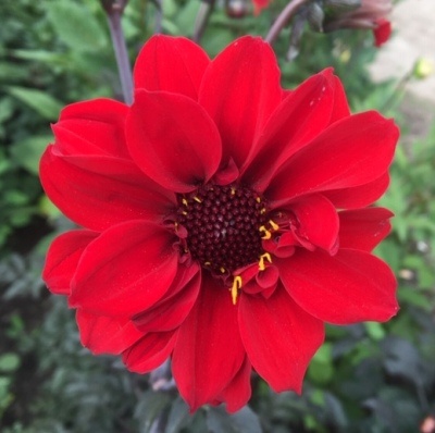 4 Stück Bishop of Llandaff