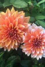 4 Stück Color Spectacle