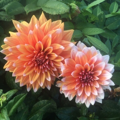 4 stuks Color Spectacle