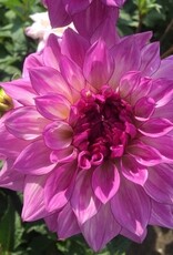 4 Stück Lake Michigan