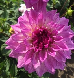 4 stuks Lake Michigan