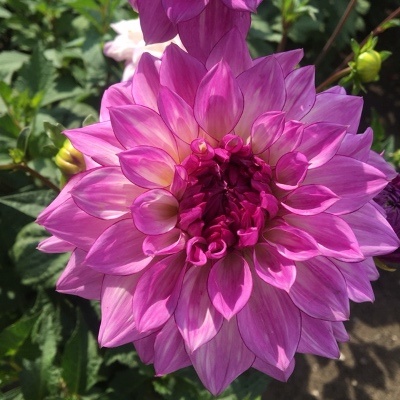 4 Stück Lake Michigan