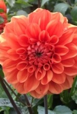 x stuks Orange Nugget UITVERKOCHT