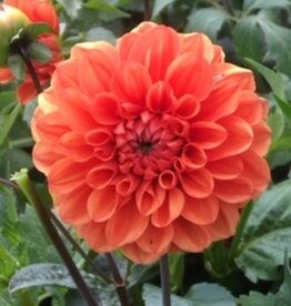 4 stuks Orange Nugget Levering vanaf december