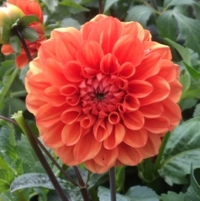 4 stuks Orange Nugget