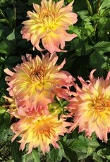 4 stuks GoGo PinkYellow