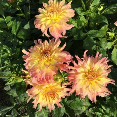 4 stuks GoGo PinkYellow