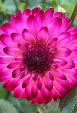 4 stuks Little Robert