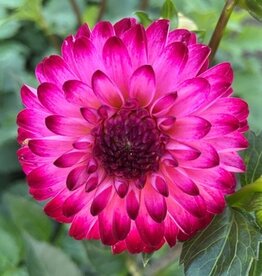 4 Stück Little Robert