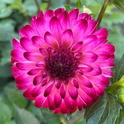 4 stuks Little Robert