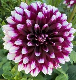 4 Stück Mystery Day