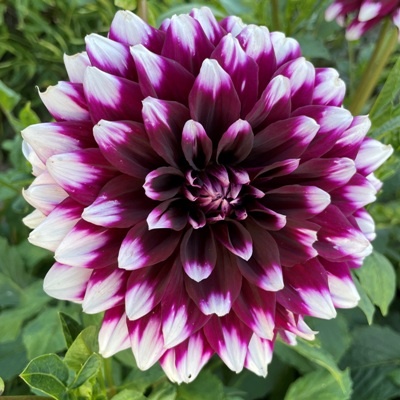 4 Stück Mystery Day