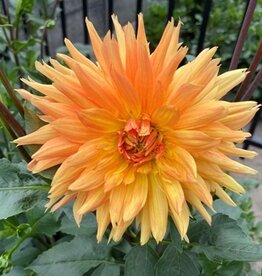 x stuks Gold Crown UITVERKOCHT
