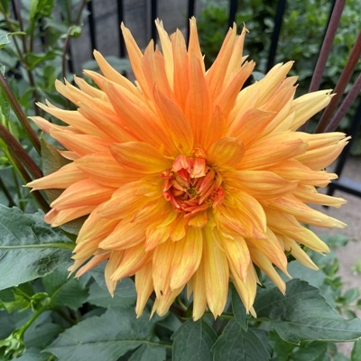 x stuks Gold Crown UITVERKOCHT