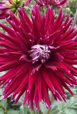 4 Stück Gerry Scott