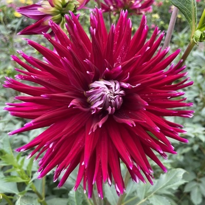 4 Stück Gerry Scott