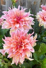 4 Stück Lachsrosa dekorative Dahlie