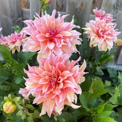 4 stuks Zalmkleurige decoratieve dahlia LEVERING VANAF DECEMBER