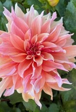 4 stuks Zalmkleurige decoratieve dahlia