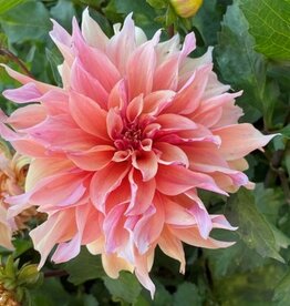 4 stuks Zalmkleurige decoratieve dahlia LEVERING VANAF DECEMBER