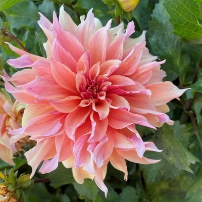 4 stuks Zalmkleurige decoratieve dahlia